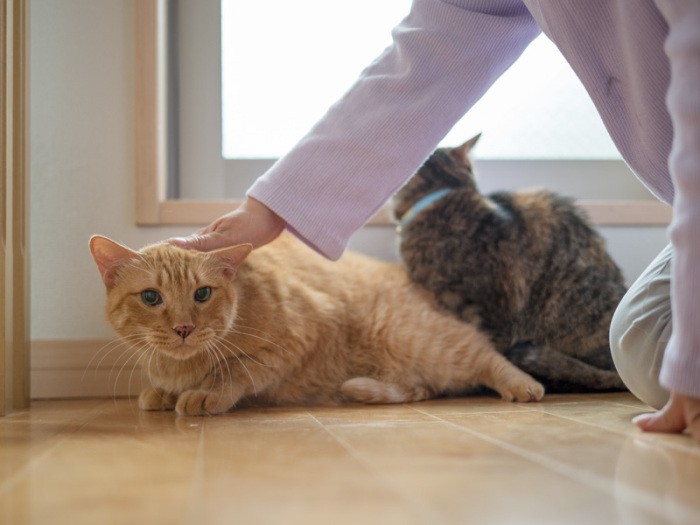 「ねえ、かわいく撮ってくれた？」（小林写函撮影）