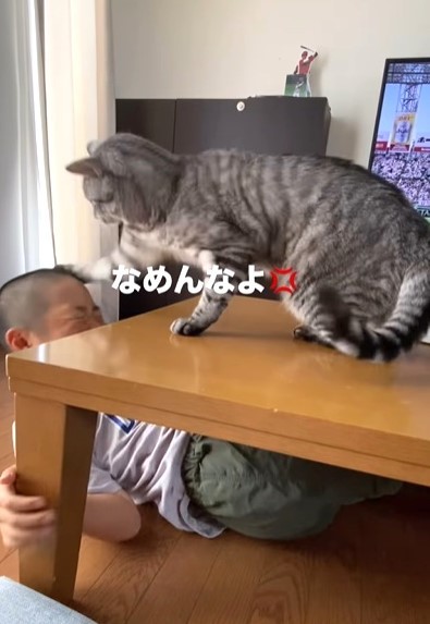 怒りの猫パンチが話題に（お父さん提供、Instagramよりキャプチャ撮影）