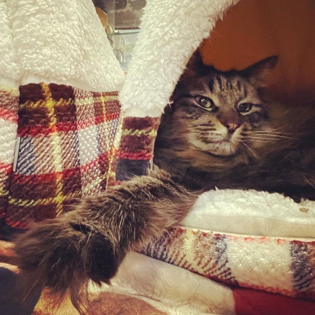 このベッド、みんなお揃いなんだ