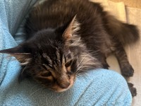 顔つきも優しくなり、すっかり甘えん坊になったデカッちくん（画像提供：パクもりさん）