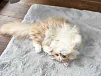 あざとかわいいビジュちゃんのポーズにきゅん（画像提供：ビジュさん）