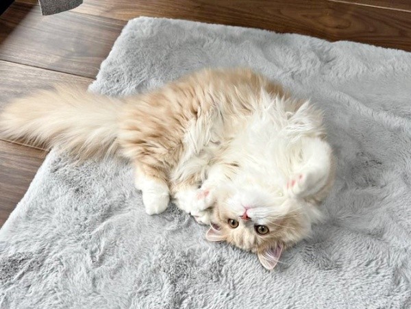 あざとかわいいビジュちゃんのポーズにきゅん（画像提供：ビジュさん）