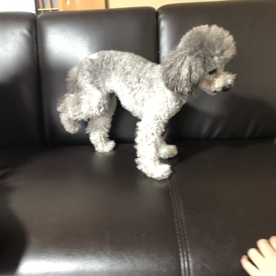 骨折したまま固まった右後ろ足、わかるかな？