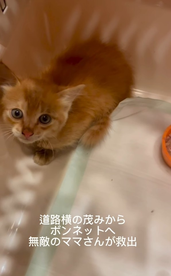 車のボンネットから保護された推定生後2カ月ほどの茶トラの男の子（「NPO法人子猫園ベルソーデシャトンズ」さん提供、Instagramよりキャプチャ撮影）