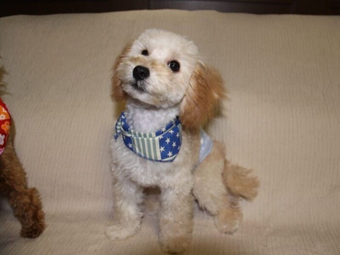 家にきたころの「リオン」