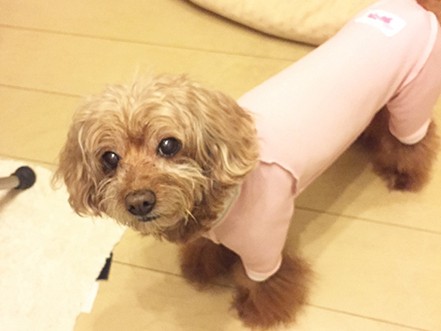 愛犬に突然できた「できもの」から大出血！ 何が起きたの？