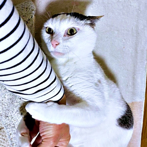 飼い主さんの手をつかまえてじゃれるしょうたくん（画像提供：きよダブシャインさん）