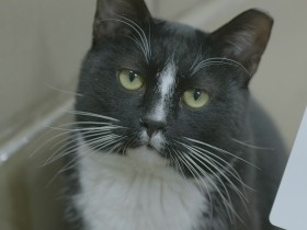 猫の引っ越しから人間模様まで　新年の猫映画初めに映画館で見たいとっておき３選