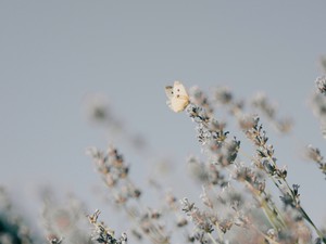 二重になれなかったまぶたは私に「優しさのまなざし」をくれた