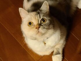 猫の「ゆめ」　周りの人に夢を与えますようにと願いを込めて名前を授けた