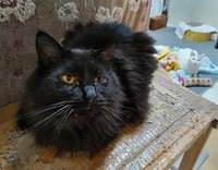 Cafe Gattoに保護された黒猫・すみたん