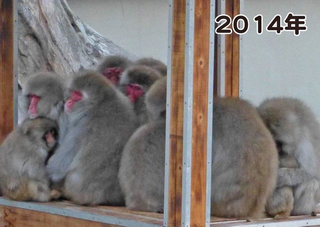 ２０１４年は１０頭も集まっています。寒そうですね（公財・東京動物園協会提供）