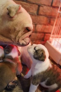 ブルドッグの親子（画像提供：大塚さん）