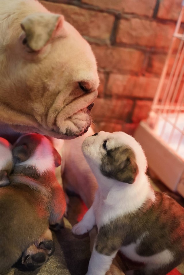 ブルドッグの親子（画像提供：大塚さん）