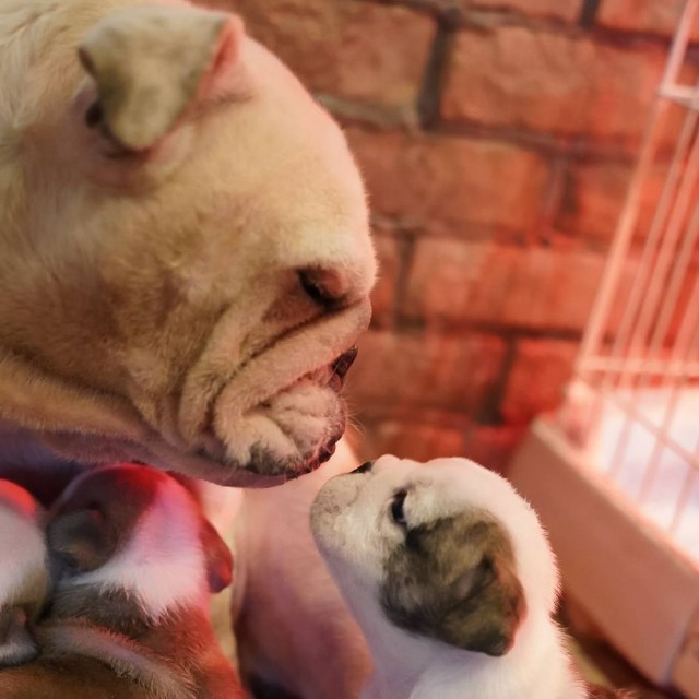 ブルドッグの親子（画像提供：大塚さん）