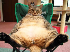 ふてぶてしいのに、どうにもズルかわいい……猫の豊満ボディの愛し方