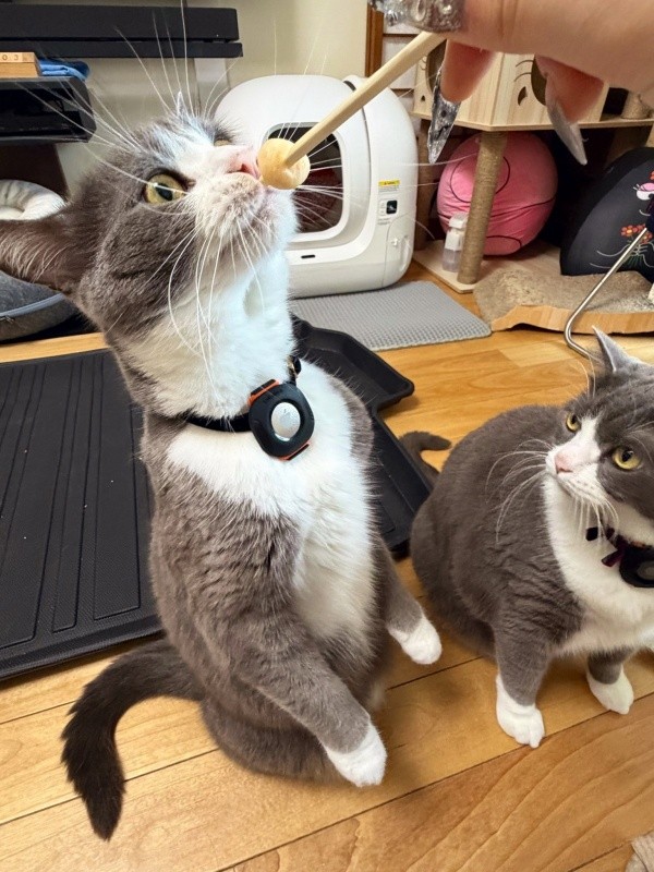 「アイスだ！」 すくっと立ち上がるしらたまくん（左）（画像提供：わがやのねこさん）