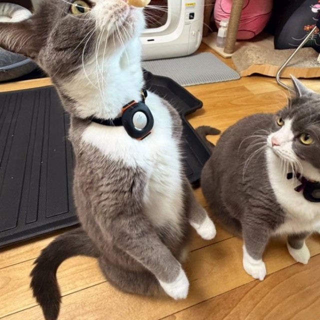 「アイスだ！」 すくっと立ち上がるしらたまくん（左）（画像提供：わがやのねこさん）