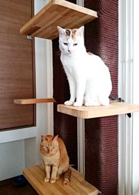 ルシウスくんの保護当時、一緒に暮らしていた（下）ねねちゃん（上）於福ちゃん。今はお空の上から家族をも待っています。（画像提供：だぬ彦さん）