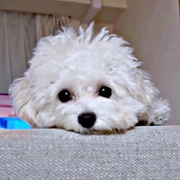 陽気でお転婆なちろちゃん（画像提供：まお ちろさん）