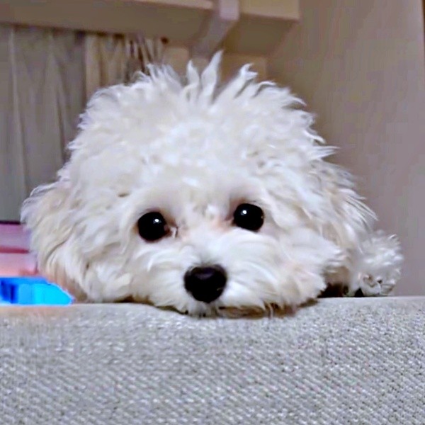 陽気でお転婆なちろちゃん（画像提供：まお ちろさん）