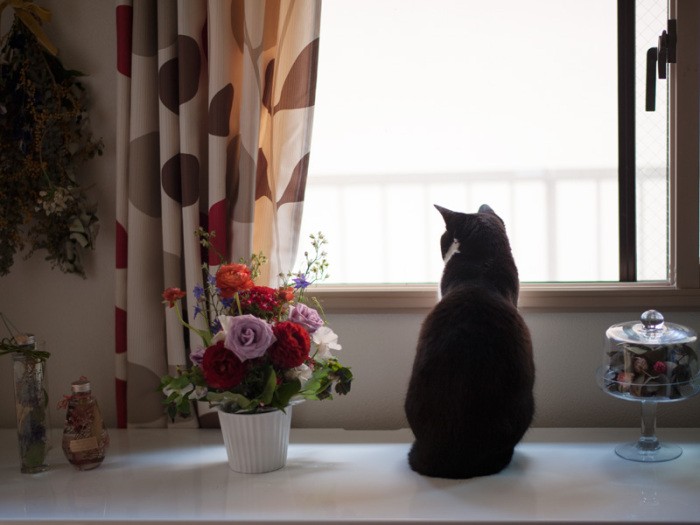 「ネットで注文したウイスキーボンボンまだ来ないな」（小林写函撮影）