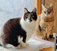 窓辺で仲良くたたずむ（左から）てんてんくん、さくらちゃん（画像提供：どっちさん）