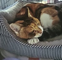 保護されたとみこさんは用意したケージと暖めておいた猫用ベッドにすぐに入り、しばらくすると安心したように眠った（海老塚さん提供）