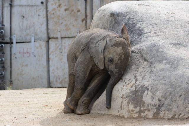 岩に体をこすり付ける赤ちゃん（2025.10.18 安佐動物公園提供）