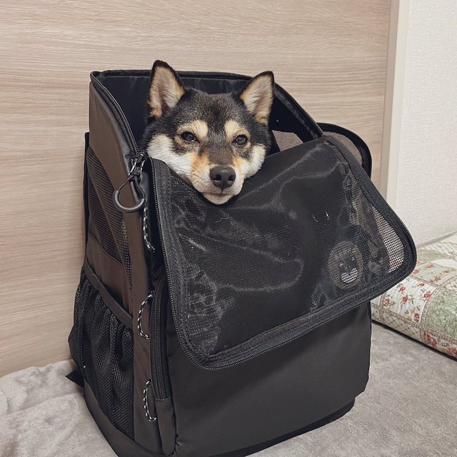 リュックの中にいたらなんだか眠くなってきたワン……（画像提供：【黒豆柴】煮豆さん @nimame_0130）