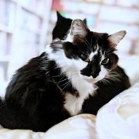 寝起きショットもかわいらしいあわせちゃん（画像提供：毛玉が2匹さん）