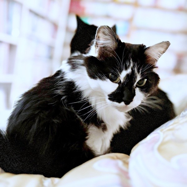 寝起きショットもかわいらしいあわせちゃん（画像提供：毛玉が2匹さん）