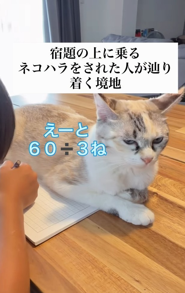 宿題の上に乗る猫ちゃんが話題に（「soranohi」さん提供、Instagramよりキャプチャ撮影）