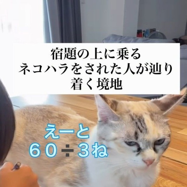 宿題の上に乗る猫ちゃんが話題に（「soranohi」さん提供、Instagramよりキャプチャ撮影）