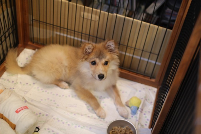 子犬の頃の福助（穴澤さん提供）