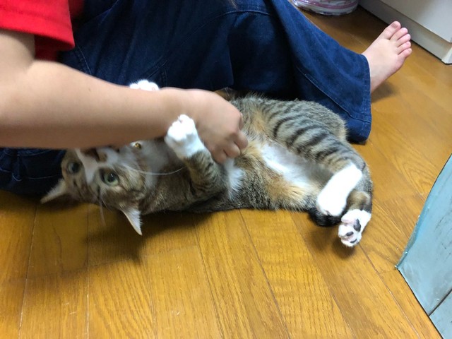 じゃれつくもずくくん＝もずく＆こんぶ（保護猫・姉弟）さん（@mozukon_xiaomao）提供