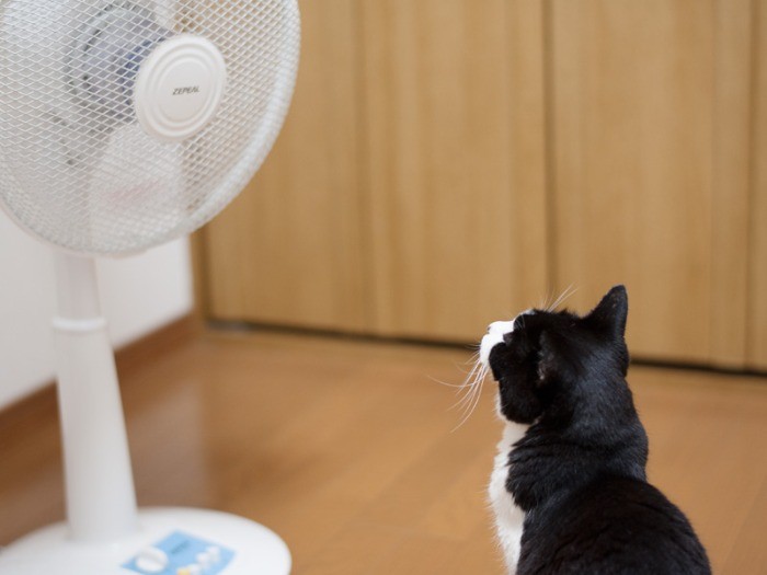 「この扇風機、どこのメーカーなの」（小林写函撮影）