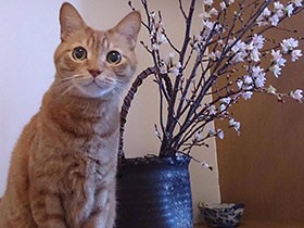 Stay Home！お花はお家で愛でて　茶トラの「コタロウ」