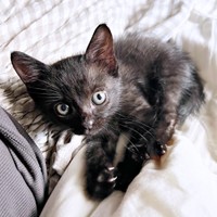 のんびり寝そべるぼたもちくん（画像提供：黒猫おはぎ 林遊眠@劇団ショウダウンさん）