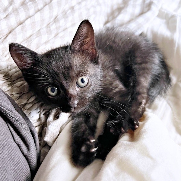 のんびり寝そべるぼたもちくん（画像提供：黒猫おはぎ 林遊眠@劇団ショウダウンさん）