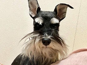 いつもは垂れ耳なんだよ　ミニチュアシュナウザーの「カイザー」