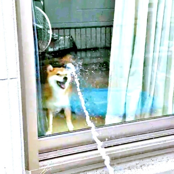 「水遊びだ！」 飼い主さんがホースの水をまろんちゃんのほうにかけてあげると大興奮状態に（画像提供：シヴァイヌ まろんさん）