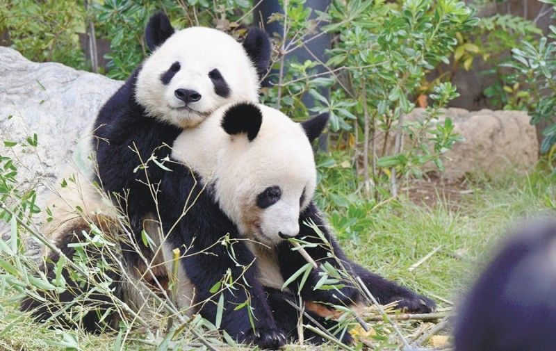 上野動物園の双子パンダもうすぐお別れ 飼育員が知る｢素顔｣とは【動画