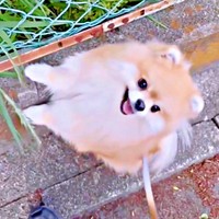 「車！」と言われて、端に避けるレオくん（画像提供：レオさん）