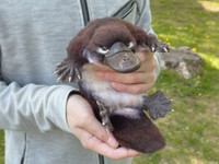 本物を抱っこしているようにしか見えないリアルなぬいぐるみ（Lilacoo（らいらっくー）さんのTwitterより）