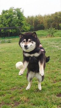 お気に入りの「じゃがいもボール」ではしゃぐうち、おヨダの糸が……（画像提供：くーさんママさん @kukuri_shibainu）