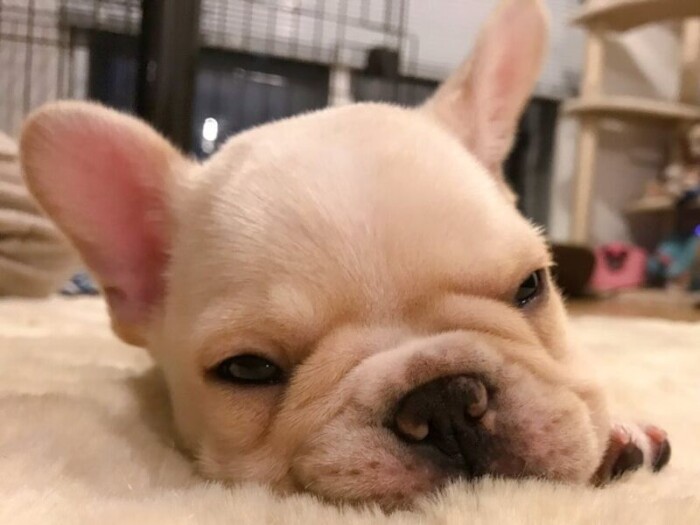 家にきたころの「ブラン」