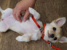 「ダメ犬」レッテルから脱出！　暴れんぼうチワワの個性を受け入れたら変化が訪れた