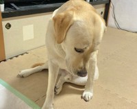 オヤツを買い忘れた、とママさんから聞いてしょんぼり（画像提供：ロキの相方さん）