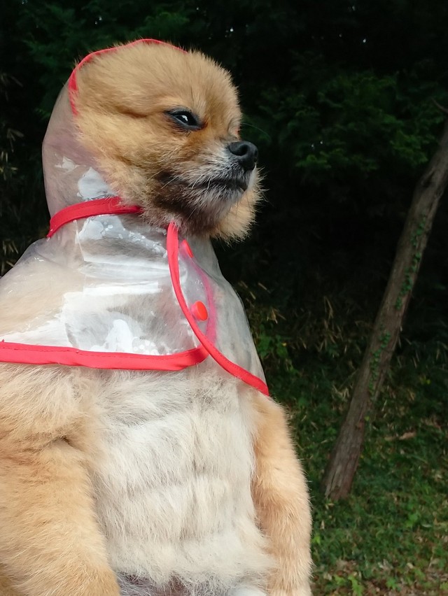 『小雨の中、出勤するご主人様を見送ります。雨は嫌いじゃないです。でも… 濡れると臭いますそろそろお風呂に入らないとね』（@harepiyopiyoさんより提供）